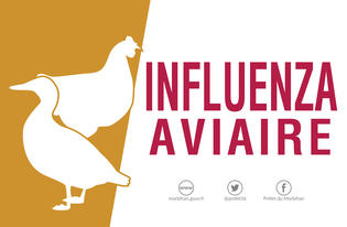 Grippe aviaire